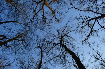 Obraz premium Trees against the sky