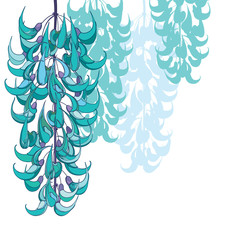 Hanging bunch of outline Strongylodon flower or Jade vine in pastel turquoise colored isolated on white background.  © bokasana