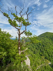 Oak grows on a cliff under which a green forest grows.