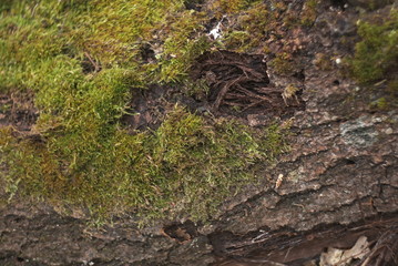Tree Bark Covered With Moss