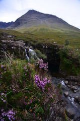 Flowers by a scottish waterfall in the highlands