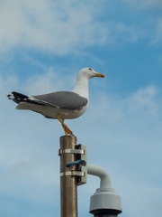 Close up of Seagull with sky background