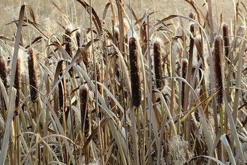 Bulrush