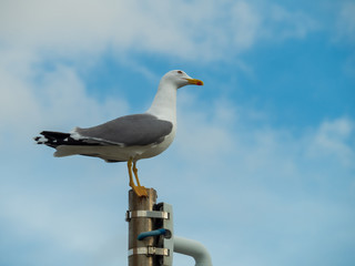 Close up of Seagull with sky background