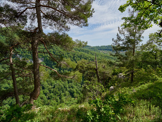 Pines grow on a steep slope of a rock, below which is a valley and green forest.