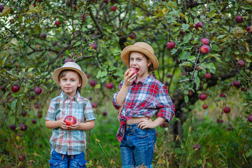 Portrait of a brother and sister in the garden with red apples.