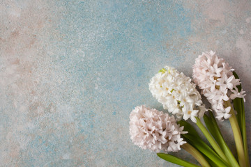 Light hyacinths on the background of colored plaster