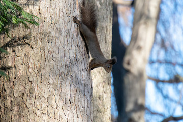 Eichhörnchen auf Baum