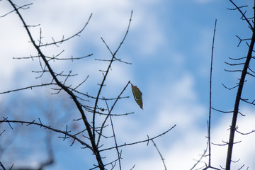 Einzelnes Blatt auf Ast