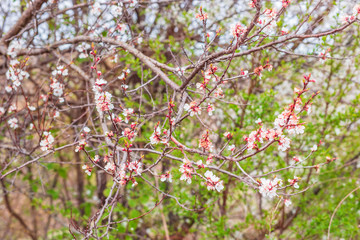 Blooming tree apricot branch in spring garden.