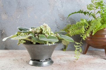 Vintage pewter flower pot and green plant