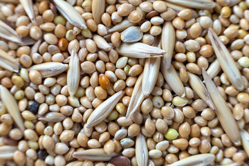 Abstract textured natural soft colorful copy space background. Millet, oak different grains, parrot food.