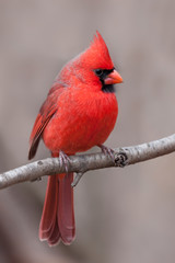 Northern Cardinal with Tufted Crest