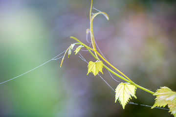 Close-up of isolated tender vintage twig sprout with spider web on green leaves on bright sunny copy space background. Postcard theme, beauty of nature concept.