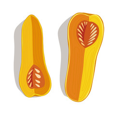 Vector illustration of sliced bottle shaped butternut pumpkins on the white background.