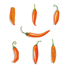 Vector illustration of row of chilli peppers whole and cut on the white background.