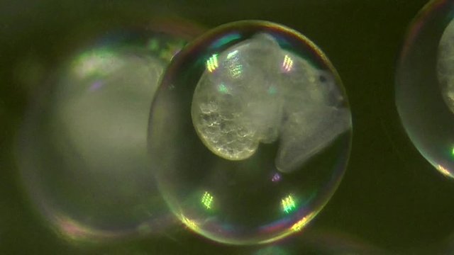 Wasserschnecke, Spitzschlammschnecke, Embrios entwickeln sich in den Eiern