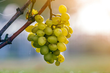 Close-up of vine branch with green leaves and isolated golden yellow ripe grape cluster lit by...