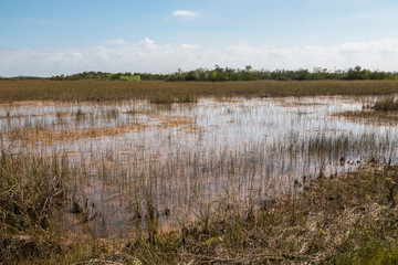 Landscape view of Everglades National Park along the Shark Valley Trail during the day (Florida).