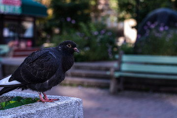 Pigeon perched on a ledge