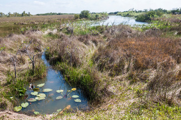 Landscape view of Everglades National Park along the Shark Valley Trail during the day (Florida).