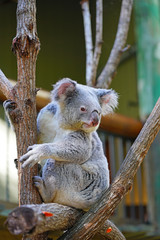 A koala on a eucalyptus gum tree in Australia