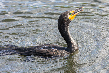 A wild double crested cormorant along the Anhinga Trail in Everglades National Park (Florida).
