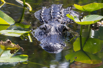 A wild alligator swimming in the waters of Everglades National Park (Florida).