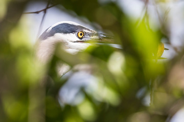 A wild tricolored heron in the waters of Everglades National Park (Florida).