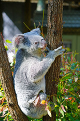 A koala on a eucalyptus gum tree in Australia