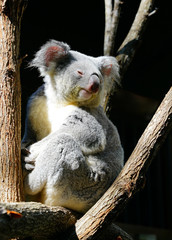 A koala on a eucalyptus gum tree in Australia