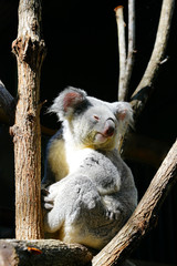 A koala on a eucalyptus gum tree in Australia