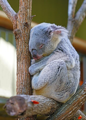 A koala on a eucalyptus gum tree in Australia