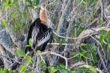 A wild anhinga drying itself in the sun in Everglades National Park (Florida).