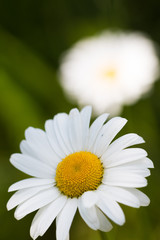 Fototapeta premium chamomile sunny photo