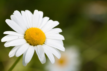 Fototapeta premium chamomile sunny photo