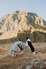 beautiful black and white dog border collie leaned on a stone in the desert. in the background mountains
