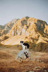 beautiful black and white dog border collie sit on a stone in the desert. in the background mountains