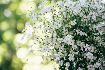 Little white flowers of Gypsophila on a green and yellow bokeh background, sunny day. Bunch of flowers