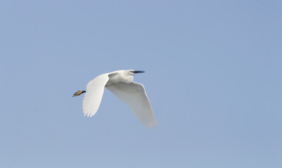 Egret flying in the sky