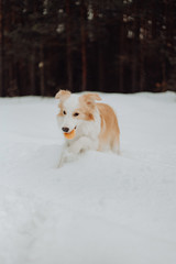 puppy red dog border collie in the winter snow forest. playing dog