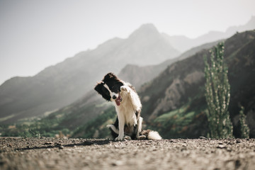 beautiful black and white dog border collie sit and ask food do a trick on a field with flowers and look in camera. in the background mountains. space for text - obrazy, fototapety, plakaty