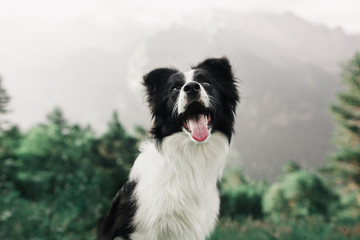 portrait beautiful happy and smiling black and white dog border collie in field and look in camera. in the background mountains - obrazy, fototapety, plakaty
