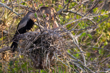 A wild anhinga feeding its babies in the nest along the Anhinga Trail in Everglades National Park (Florida).