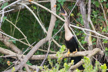 A wild anhinga eating a freshly caught armored catfish in Everglades National Park (Florida).