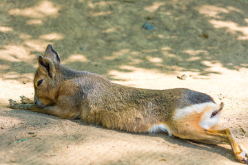 Mara animal (latin name Dolichotis patagonum) on the dirt ground. Photo of rodent wildlife animal