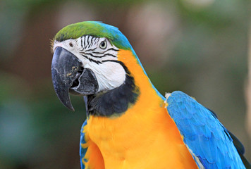 Macaw's portrait - Florida