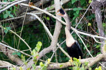 Fototapeta premium A wild anhinga eating a freshly caught armored catfish in Everglades National Park (Florida).