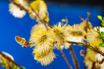 Salix caprea, goat willow, pussy willow, great sallow, close up