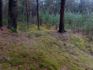 dark dense pine forest. tree trunks and shrubs